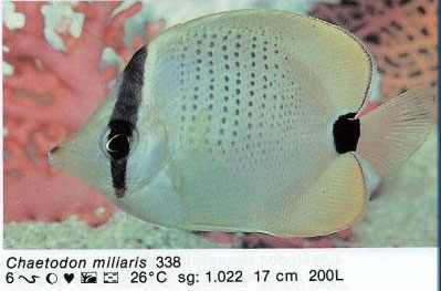 Chaetodon miliaris